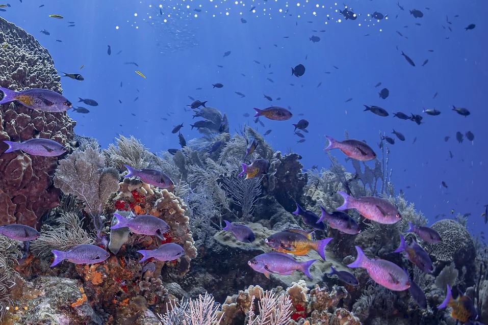 Roatan Coral Reef