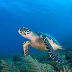 Coral reef: Roatan Real Estate turtle in Caribbean Sea